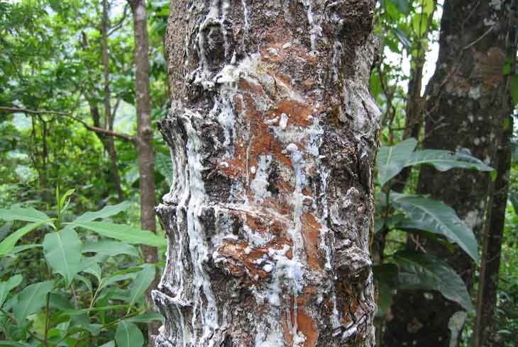 Le Gommier Blanc (Dacryodes excelsa) : Tout ce que Vous Devez Savoir