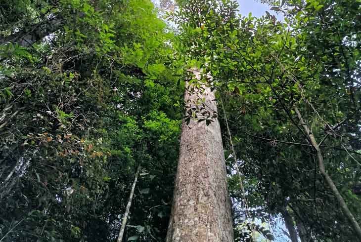 Le Grand Kimboto : Le Géant de la Guyane, Plus Haut Arbre de France